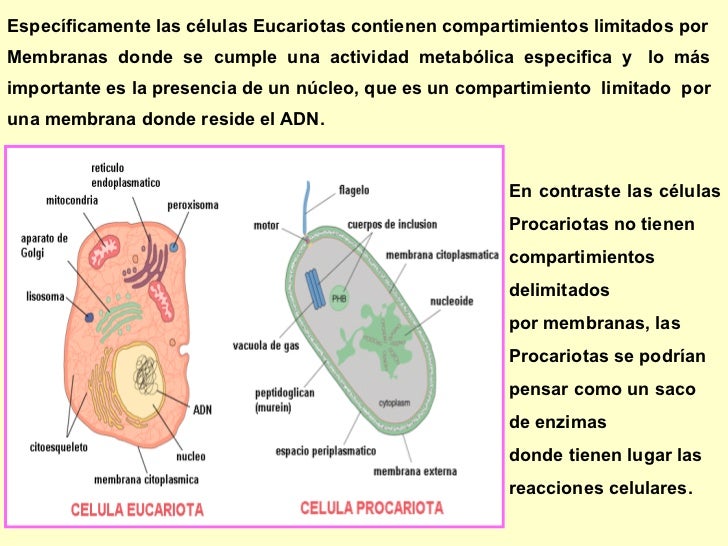ubicacion de la celula procariota